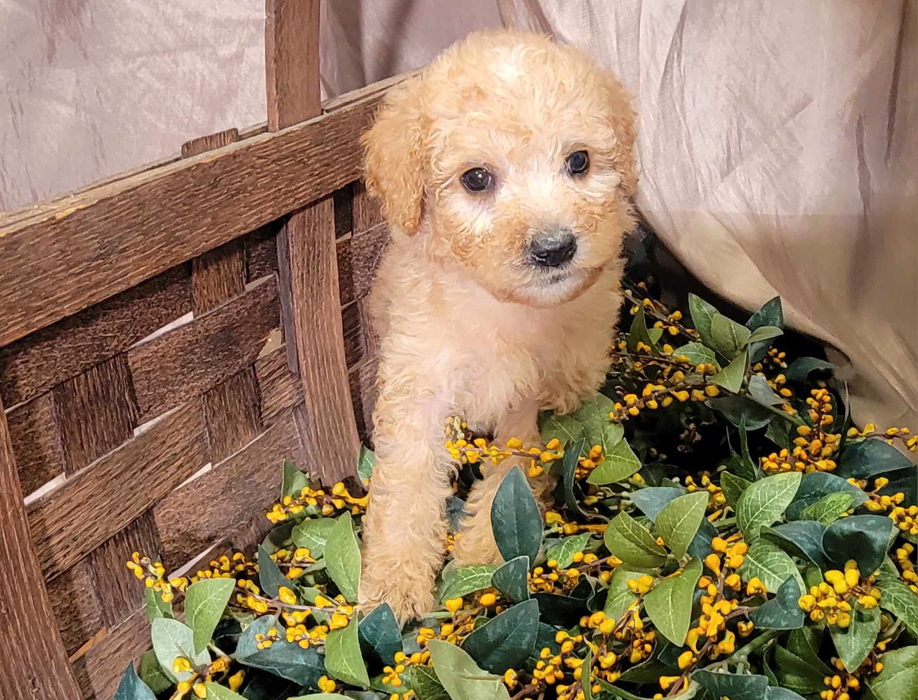 puppy, for, sale, Goldendoodle Mini F1B, Lana  Arnall, dog, breeder, Hartville, MO, dog-breeder, puppy-for-sale, forsale, nearby, find, puppyfind, locator, puppylocator, aca